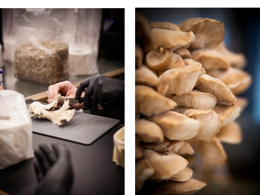 Superfood: Reportage